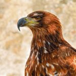 of-prey-eagle-eagle-savannah-eagle-2749590-150x150 estrategia