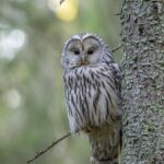 ural-owl-carnivore-bird-watching-8303756-150x150 estrategia